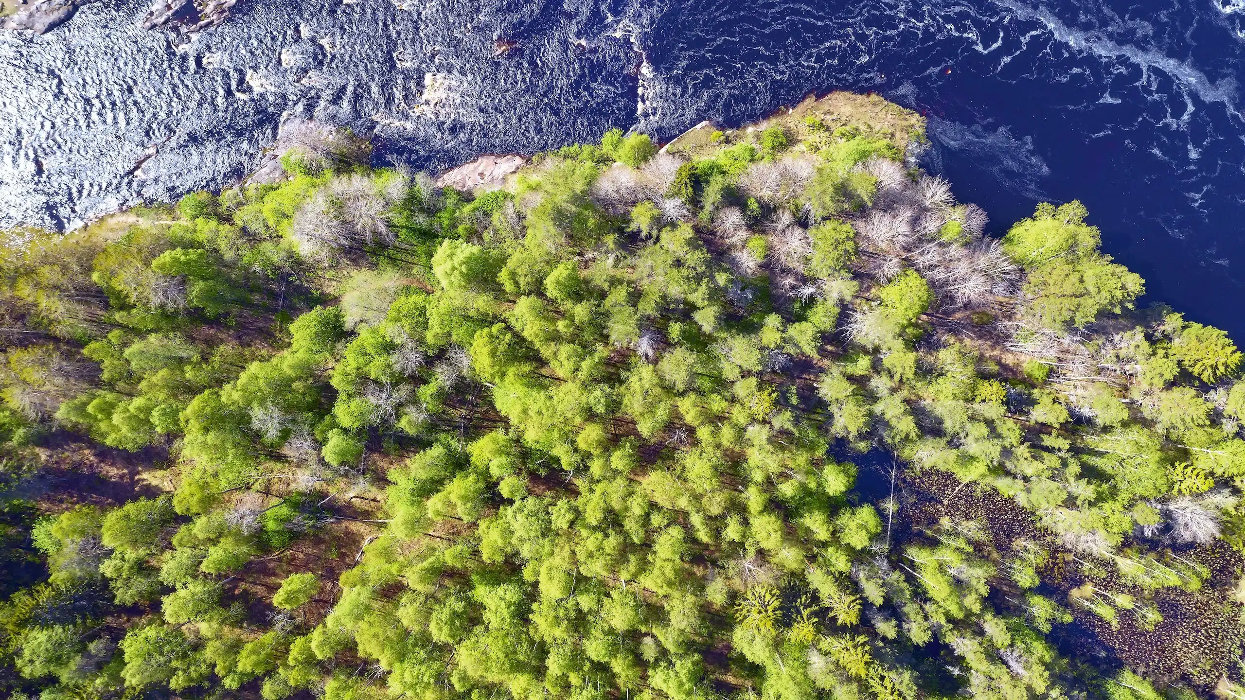 Aerial view of a forested area surrounded by water. The trees show a mix of bright green foliage and bare branches.